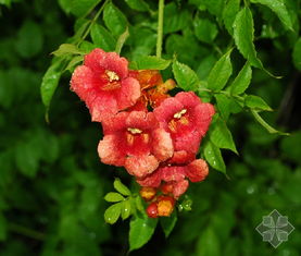  凌霄花花语及传说--第1张