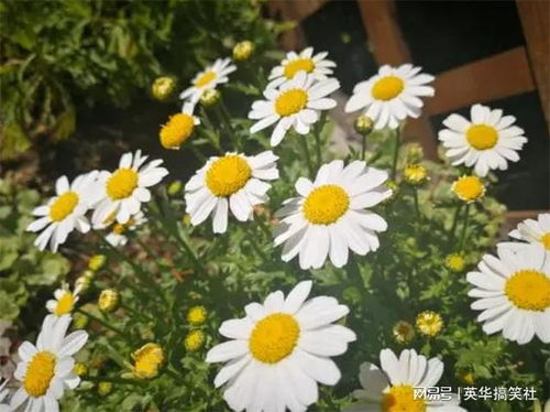  小雏菊的花语和寓意图片--第1张