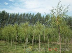  天天苗木网求购信息网——一站式苗木采购平台--第1张