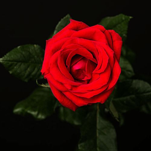  玫瑰花的寓意与象征意义，玫瑰花的浪漫寓意与象征意义--第1张