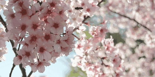  千鸟花花语，生命之歌与自由的象征，生命之歌与自由的象征的花语--第1张