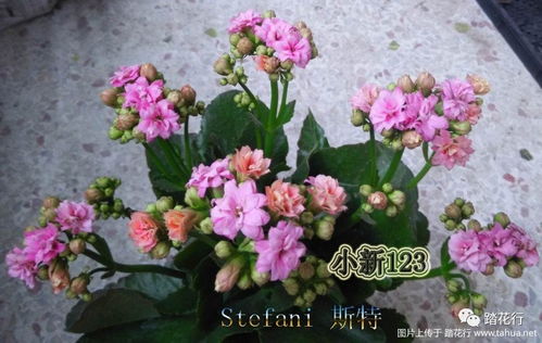  长寿花图片，生命之花，美丽与长寿的象征--第1张