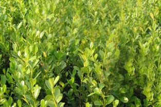  黄杨树苗多少钱一棵——种植黄杨树苗的必备知识，种植黄杨树苗的必备知识，黄杨树苗多少钱一棵--第1张