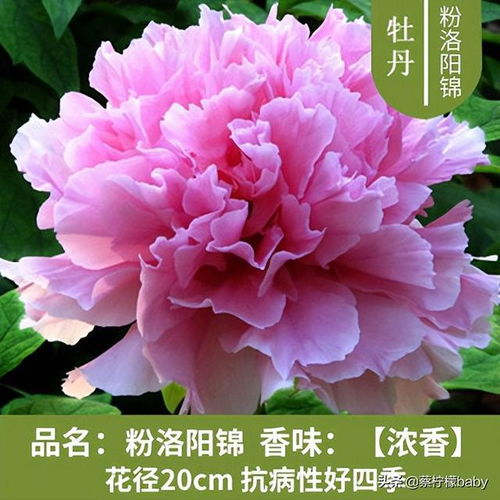 牡丹花的种植和养护--第1张