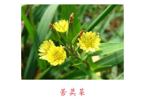  春天最常见的十种花--第1张