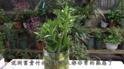  养富贵竹的小妙招，养富贵竹的小妙招，轻松掌握这些技巧，让你的富贵竹茁壮成长！--第1张