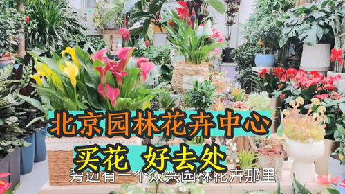  网上买花在哪里买比较好--第1张