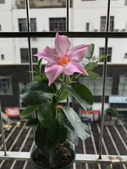  哪种花一年四季都开花