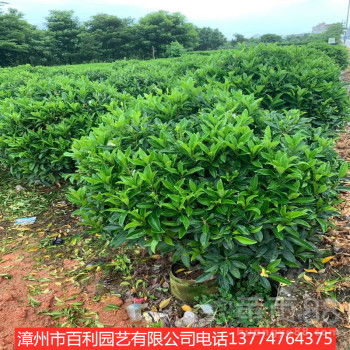  非洲茉莉球，非洲茉莉球，植物界的美丽之花--第1张