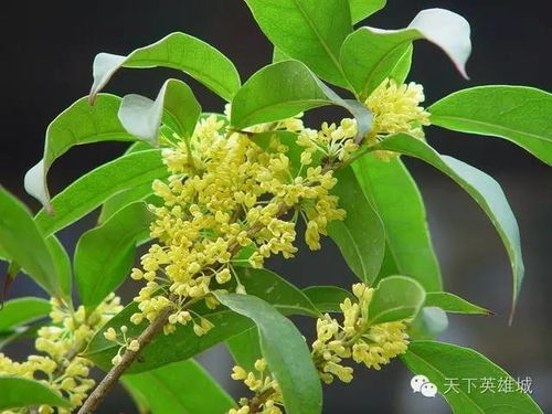  八月桂花遍地香，八月桂花香满园--第1张