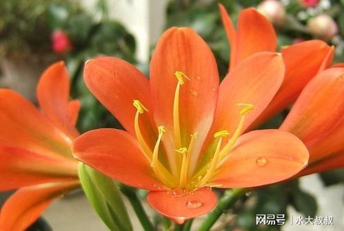 耐晒耐寒四季开花的花，耐晒耐寒四季开花的花有，四季海棠。--第1张