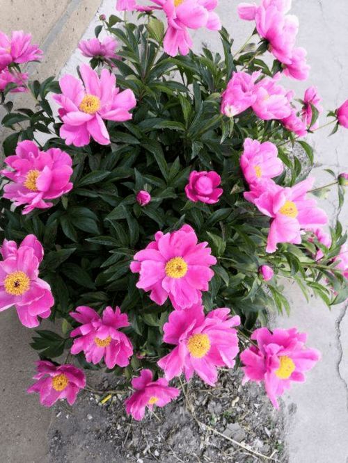  常见的花名字及图片，常见的花名字及图片，玫瑰花、郁金香、百合花、向日葵、薰衣草等。--第1张