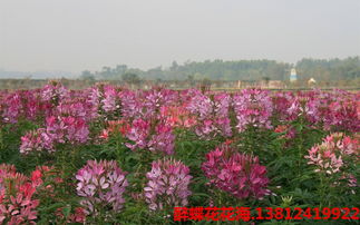  醉蝶花图片，醉蝶花美丽图片欣赏--第1张