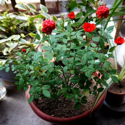  月季花修剪时间和方法--第1张