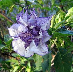  曼陀罗花种子，曼陀罗花种子，神秘力量的象征--第1张