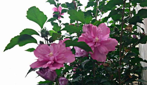  木槿花西月锦绣，笔趣阁的奇幻之旅，木槿花西月锦绣，奇幻之旅--第1张