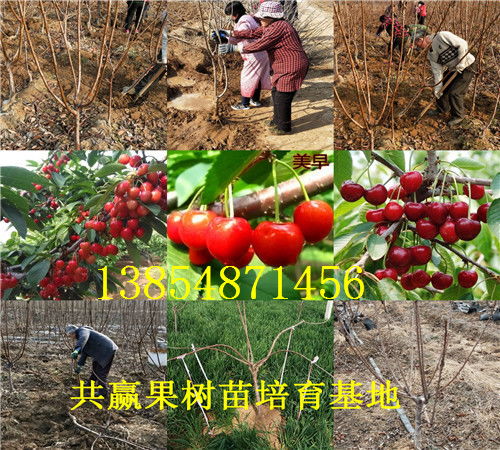  附近哪里有果树苗木基地--第1张