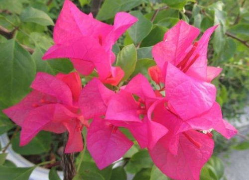  开红色花的花卉大全，绚丽多彩的红色花卉大全--第1张