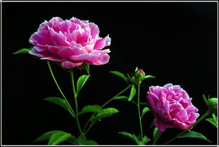  芍药花语及代表意义，芍药花语，美丽动人、依依不舍、真诚不变、羞涩、爱的到来、爱的牵挂--第1张