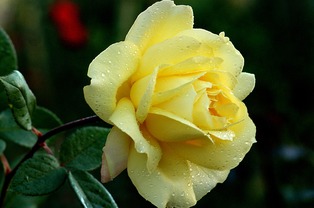  月季花长什么样，月季花的样子非常美丽，花瓣颜色丰富，有红色、粉色、白色等多种颜色，花瓣形状呈波浪状，花蕊细长，花型饱满，花香浓郁。--第1张