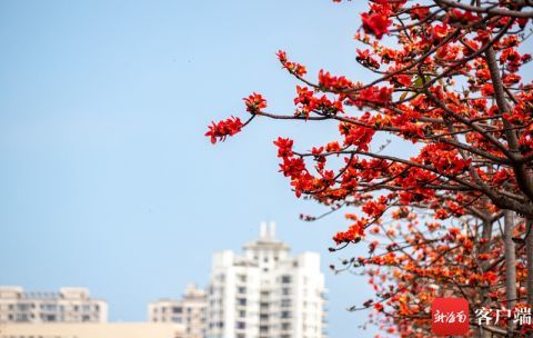  木棉花树图片大全，大图全览，感受春天的热烈与美丽，木棉花树，春天的热烈与美丽之源--第1张