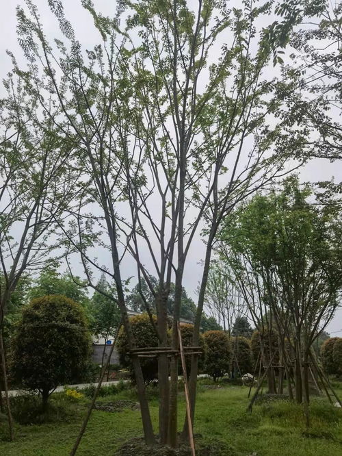  丛生朴树价格表，丛生朴树价格表，不同规格价格不同--第1张