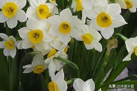  花名大全及花语图片--第1张