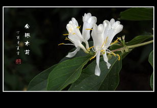  金银木花的奇迹--第1张