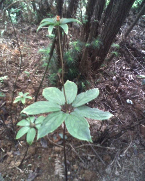  七叶一枝花的神秘魅力--第1张