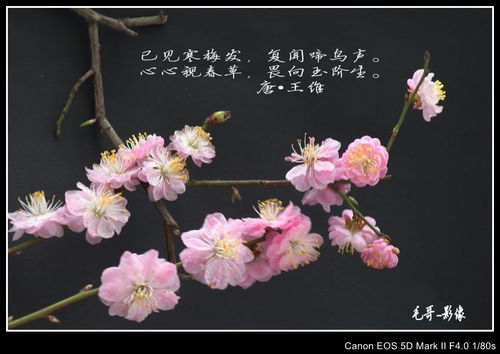  赞美梅花品质的诗句--第1张