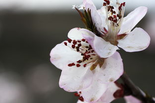  适合送给爸爸的花，适合送给爸爸的花有，向日葵、太阳花、剑兰、君子兰、百合花、马蹄莲。这些花不仅美丽，而且表达了对父亲深深敬意的花束。--第1张