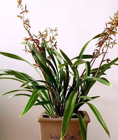 最名贵的10种兰花图片，最名贵的10种兰花图片，兰花中的珍品之选--第1张