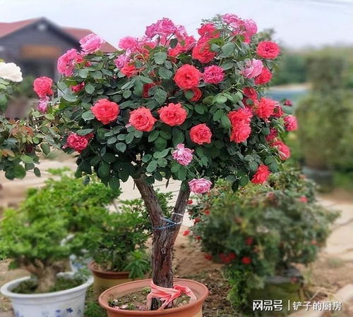  树状月季，一种美丽的花卉植物--第1张