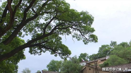  ，槐树叶图片，自然之美与生命之力的完美结合，自然之美与生命之力的完美结合，槐树叶图片赏析--第1张