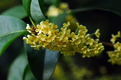  月桂花与桂花的区别，月桂花与桂花的区别，形态特征不同--第1张