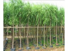  馒头柳树——一种美丽的风景线，馒头柳树，美丽的风景线--第1张