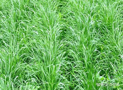  黑麦草种植技术和方法--第1张