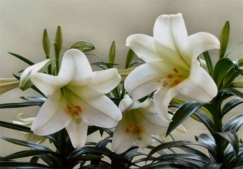  百合花的寓意是什么，纯洁与高雅的象征--第1张
