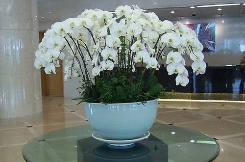  蝴蝶兰用什么肥料最好，蝴蝶兰用什么肥料最好？肥水管理是蝴蝶兰生长的关键，选择合适的肥料对于其生长至关重要。--第1张