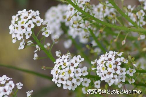 小苍兰，芬芳的春天使者--第1张