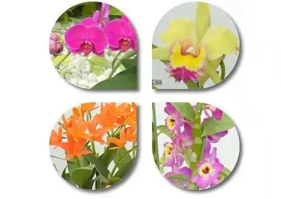  石家庄鲜花——绚丽多彩的花卉市场--第1张