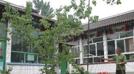  家庭院内栽什么树最好--第1张