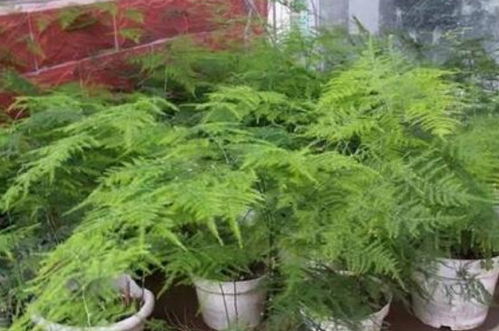  水培文竹的养殖方法和注意事项，水培文竹的养护技巧与注意事项--第1张