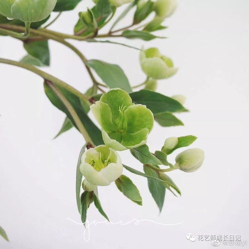  绿菟葵的花语，生命、永恒与爱，绿菟葵的花语，生命与爱的永恒--第1张