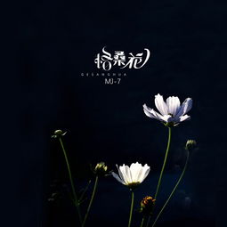  格桑花的歌词，格桑花的思念--第1张