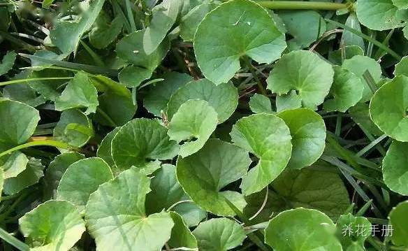  常见100种植物介绍--第1张