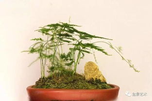  文竹怎么养殖才能养得活养得好，文竹的养护技巧，让您的文竹生长茂盛--第1张