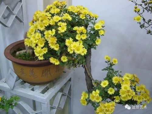  寒秋之魂——菊花--第1张