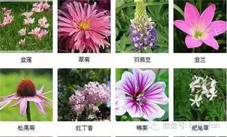  各种花卉大全，花卉百科，各种花卉大全--第1张