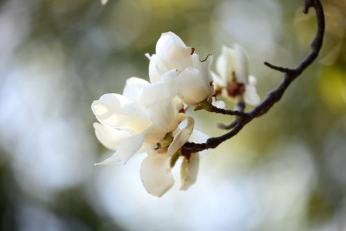  粉玉兰花的寓意与花语，粉玉兰花语，高洁、芬芳、纯洁。--第1张